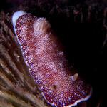 Chromodoris tinctoria nudibranch