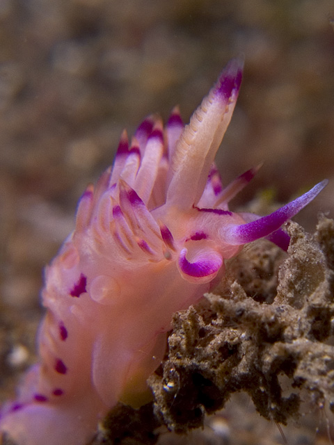 Flabellina rubrolineata nudibranch