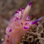 Flabellina rubrolineata nudibranch