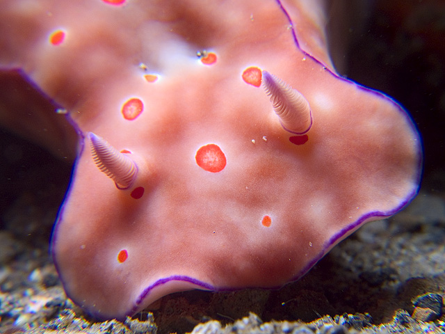 Triple stacked macro of Ceratosoma trilobatum nudibranch