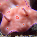 Triple stacked macro of Ceratosoma trilobatum nudibranch