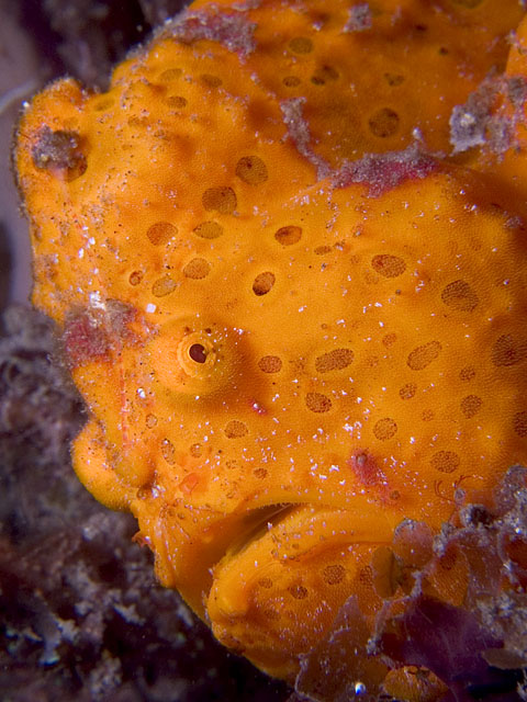 Painted Frogfish, Antennarius pictus