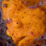 Painted Frogfish, Antennarius pictus