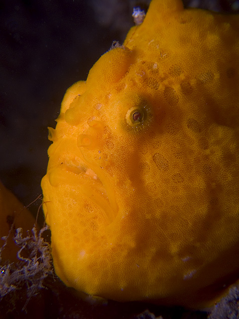 Painted Frogfish, Antennarius pictus