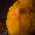 Painted Frogfish, Antennarius pictus