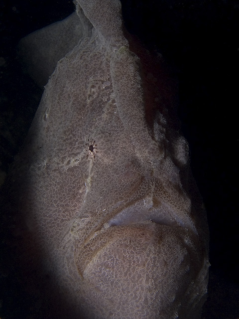 Giant Frogfish, Antennarius commersonii