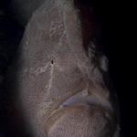 Giant Frogfish, Antennarius commersonii