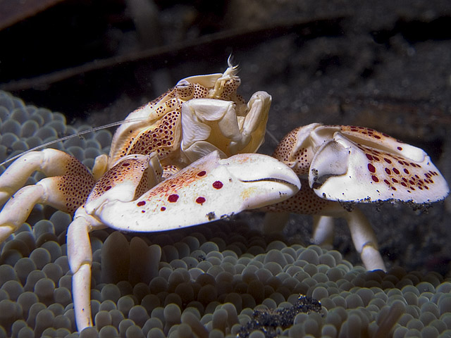 Porcelain Crab, Neopetrolisthes oshimai