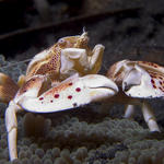 Porcelain Crab, Neopetrolisthes oshimai