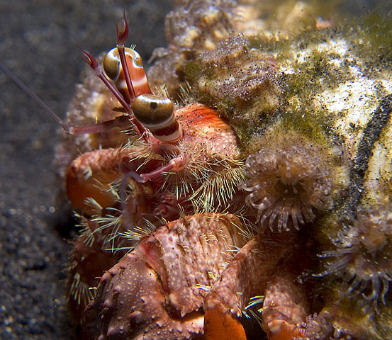 Hermit Crab, Dardanus pedunculatus