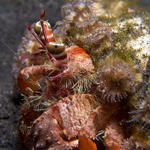 Hermit Crab, Dardanus pedunculatus