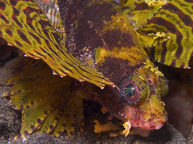 Dwarf Lionfish, Dendrochirus brachypterus