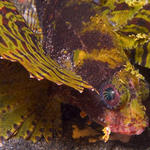 Dwarf Lionfish, Dendrochirus brachypterus