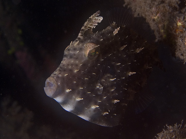 Filefish