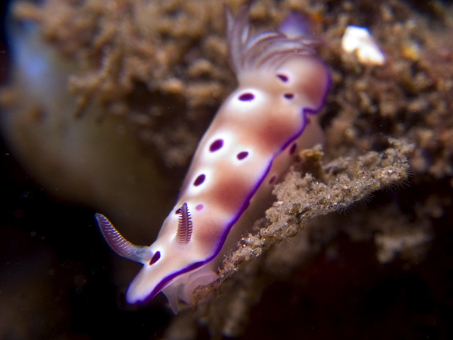 Risbecia tryoni nudibranch