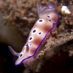 Risbecia tryoni nudibranch