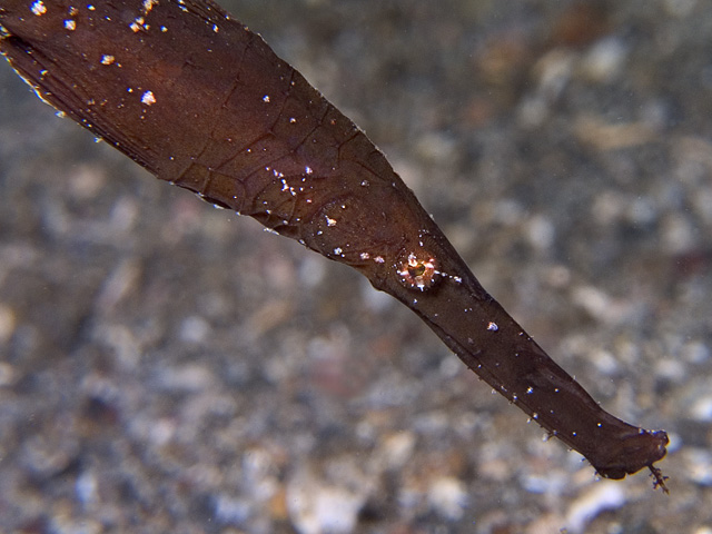 Robust Ghostpipefish Solenostomus cyanopterus