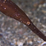 Robust Ghostpipefish Solenostomus cyanopterus