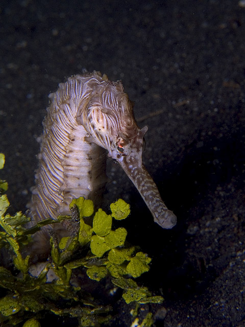 Hippocampus trimaculatus