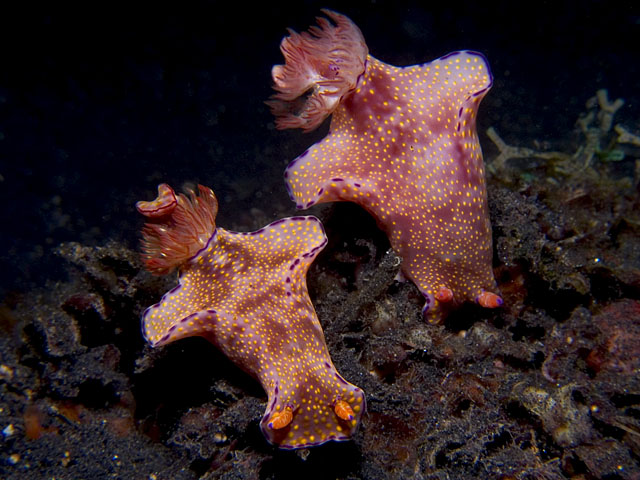 Pair of Ceratosoma trilobatum nudibranchs