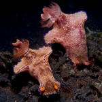 Pair of Ceratosoma trilobatum nudibranchs