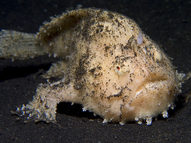 Frogfish