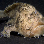 Frogfish