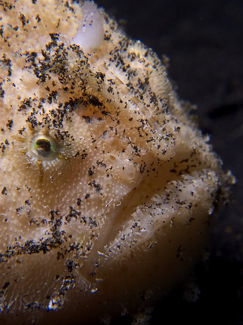 Frogfish close-up