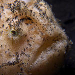 Frogfish close-up