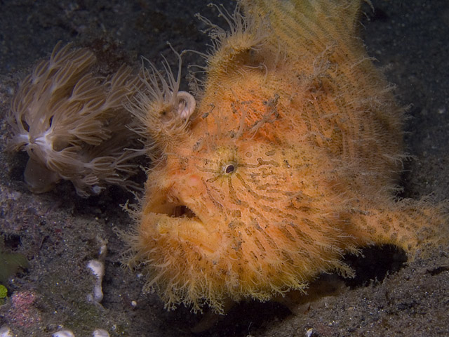 Striped Frogfish, Hairy variation Antennarius striatus