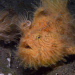 Striped Frogfish, Hairy variation Antennarius striatus