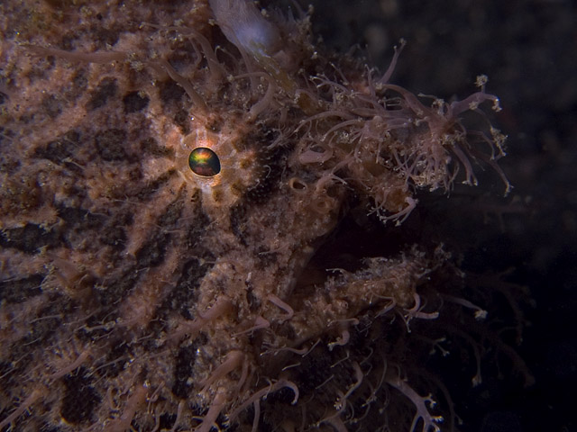 Frogfish close-up