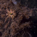 Frogfish close-up