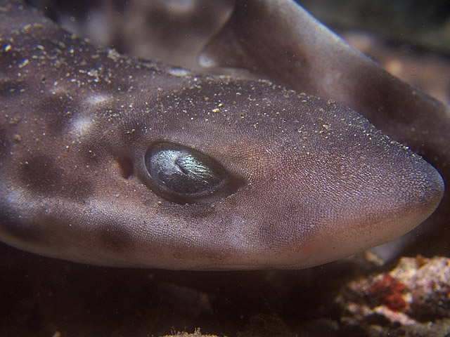 Coral Cat Shark, Atelomycterus marmoratus