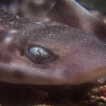 Coral Cat Shark, Atelomycterus marmoratus