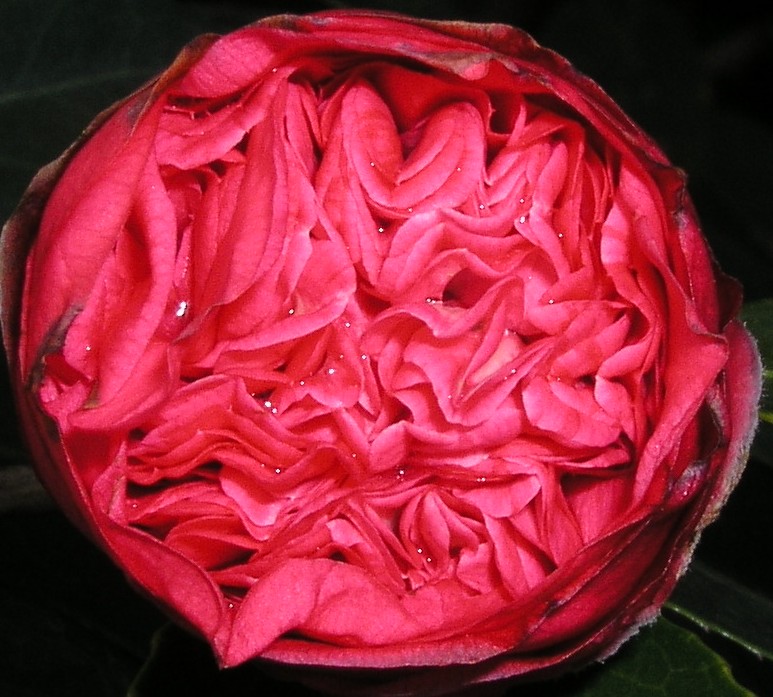 Camellia_002.JPG