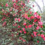 Camellia_009.JPG