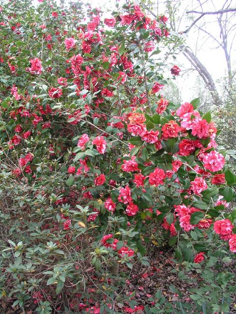 Camellia_009.JPG