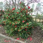 Camellia_012.JPG