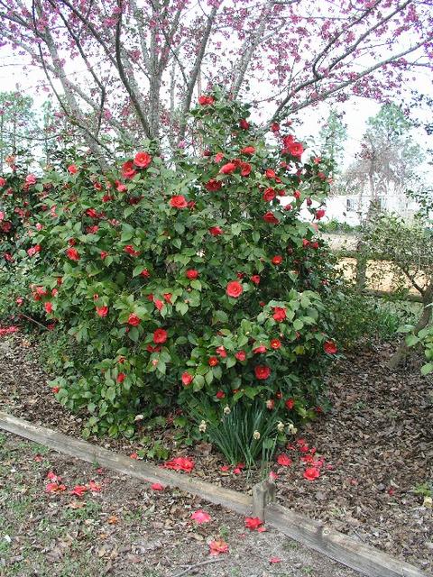 Camellia_012.JPG