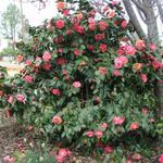 Camellia_013.JPG