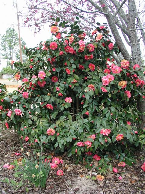 Camellia_013.JPG