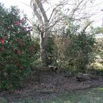 Camellia_016.JPG