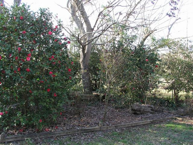 Camellia_016.JPG