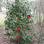 Camellia_019.JPG