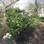 Camellia_020.JPG