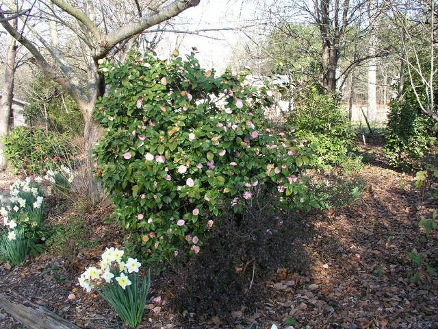 Camellia_020.JPG