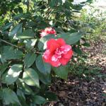 Camellia_027.JPG