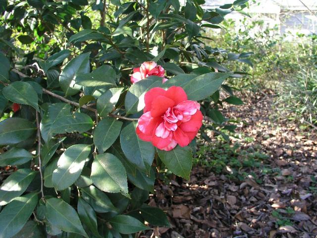 Camellia_027.JPG