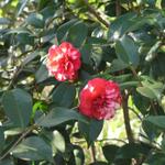 Camellia_029.JPG